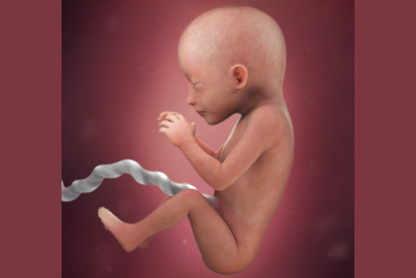 Sự phát triển của thai nhi ở tuần 19