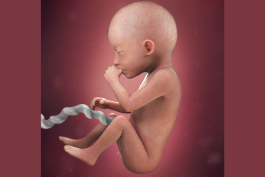 Sự phát triển của thai nhi ở tuần 20