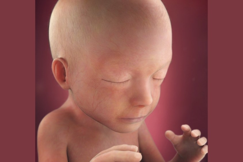 Sự phát triển của thai nhi ở tuần 21