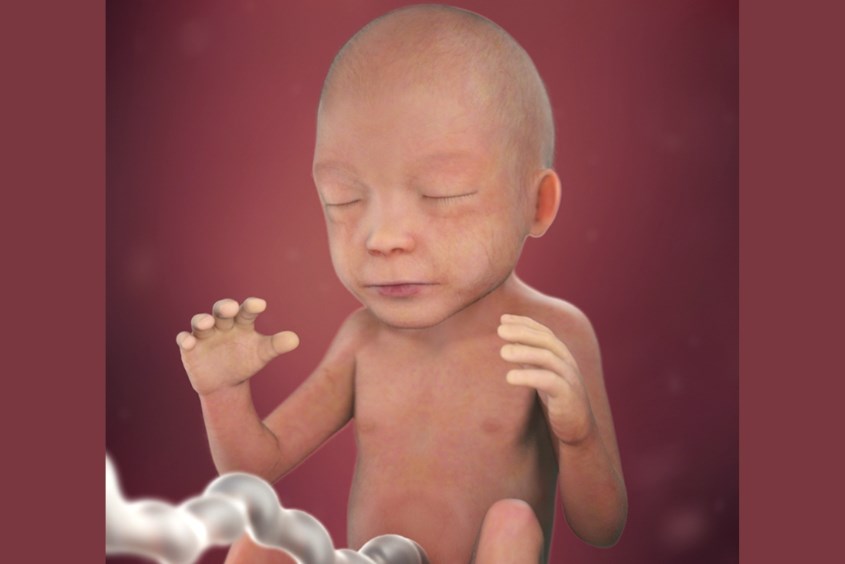 Sự phát triển của thai nhi ở tuần 22