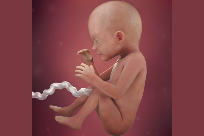 Sự phát triển của thai nhi ở tuần 23