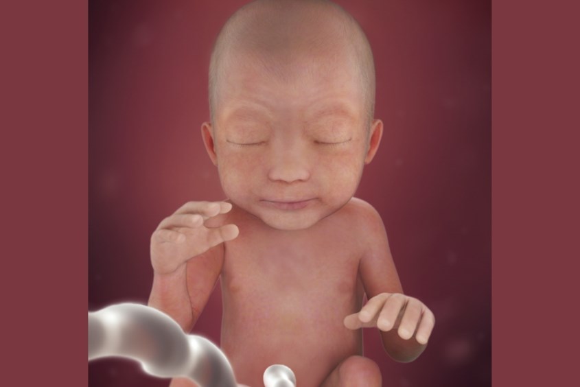 Sự phát triển của thai nhi ở tuần 24