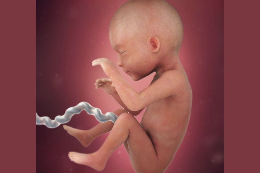 Sự phát triển của thai nhi ở tuần 25