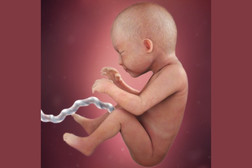 Sự phát triển của thai nhi ở tuần 29