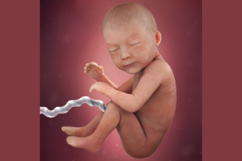 Sự phát triển của thai nhi ở tuần 30