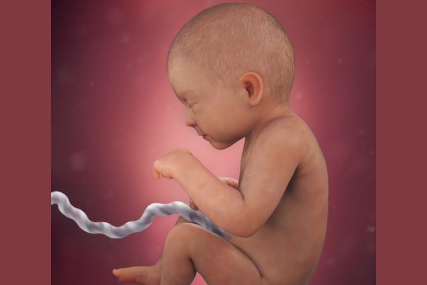 Sự phát triển của thai nhi ở tuần 33