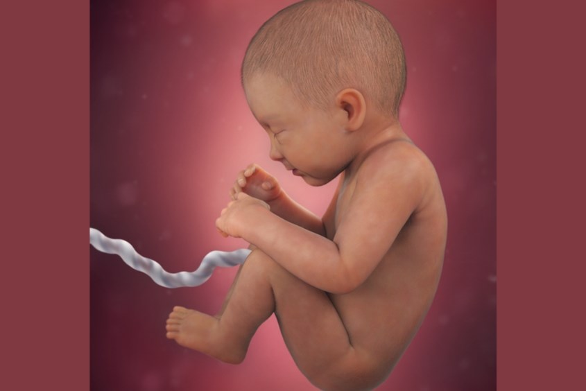 Sự phát triển của thai nhi ở tuần 34