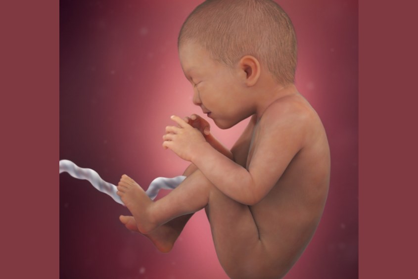 Sự phát triển của thai nhi ở tuần 35
