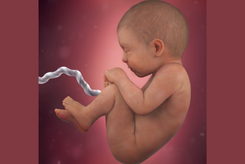 Sự phát triển của thai nhi ở tuần 38