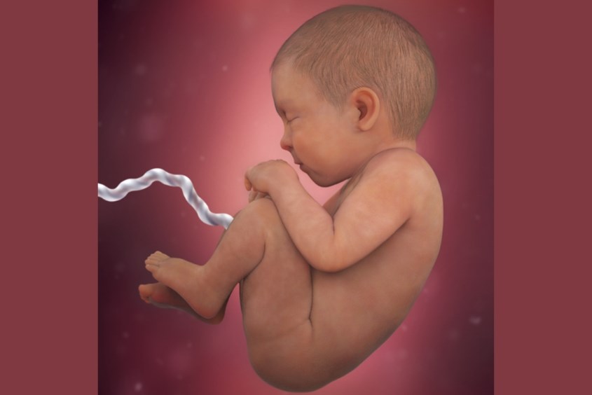 Sự phát triển của thai nhi ở tuần 39