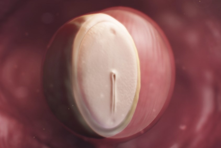 Sự phát triển của thai nhi ở tuần 4 hình thành dưới dạng phôi thai