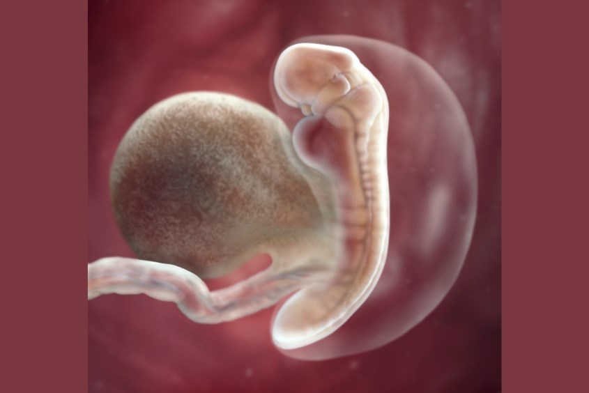 Sự phát triển của thai nhi ở tuần 5