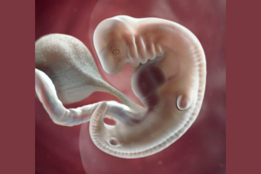 Sự phát triển của thai nhi ở tuần 6