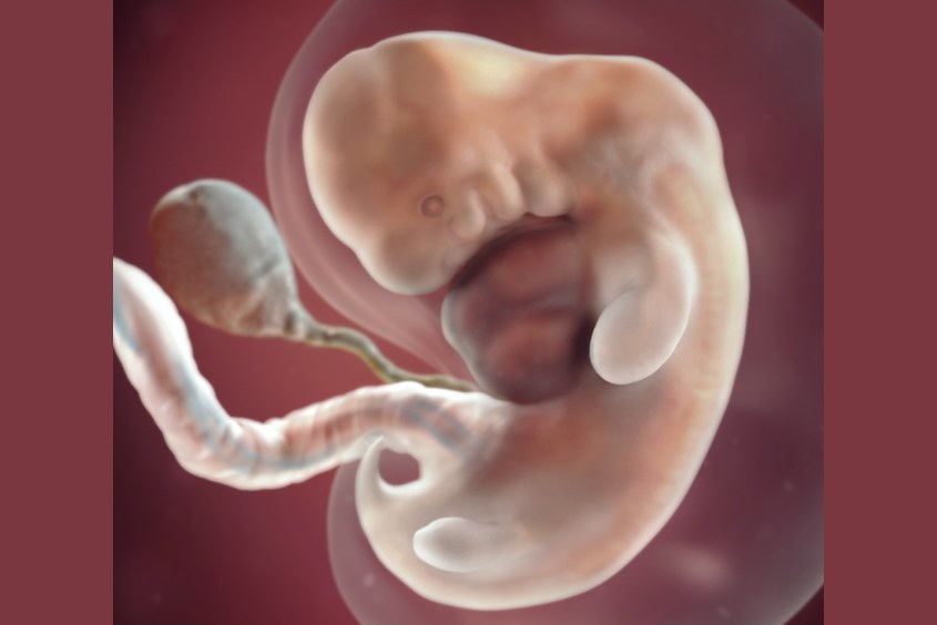 Sự phát triển của thai nhi ở tuần 7