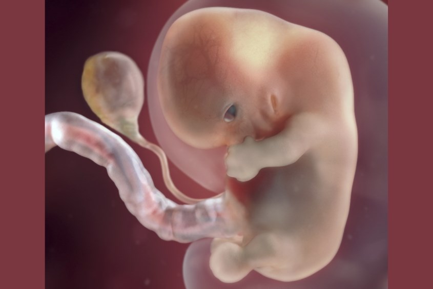 Sự phát triển của thai nhi ở tuần 8