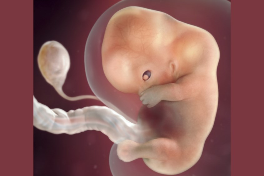 Sự phát triển của thai nhi ở tuần 9