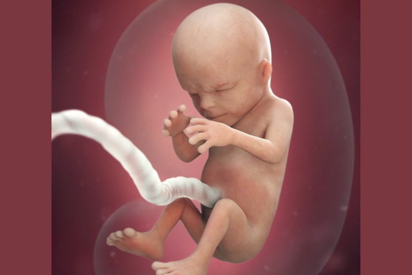 Sự phát triển của thai nhi ở tuần 14