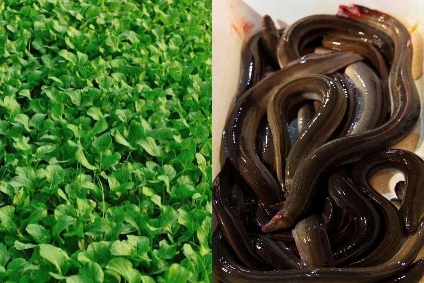 Rau cải xanh trong cháo lươn cho bé giúp món ăn có mùi vị thơm ngon Rau cải xanh trong cháo lươn cho bé giúp món ăn có mùi vị thơm ngon