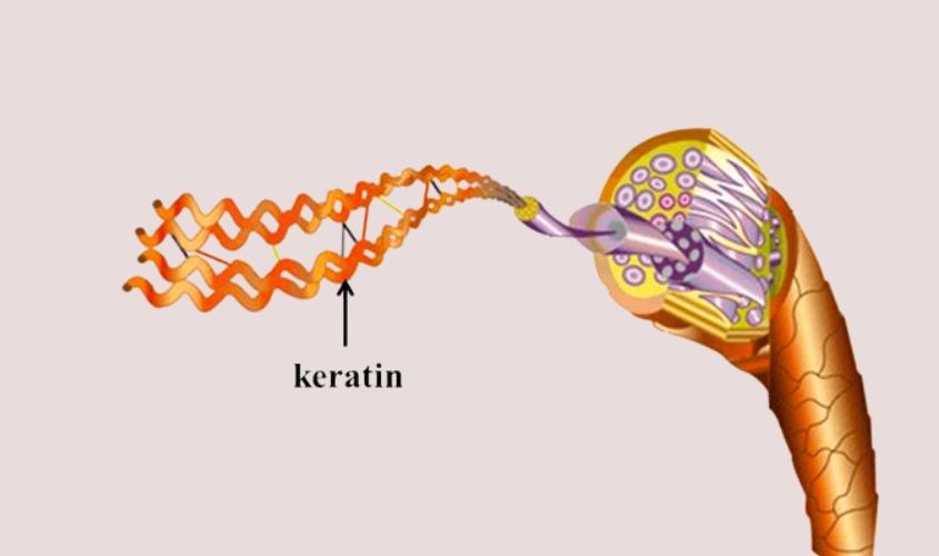 Keratin là lớp sừng cấu tạo nên móng tay và tóc