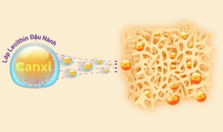 Siro ErgoPharma Bestical hỗ trợ xương chắc khỏe, ngăn ngừa loãng xương