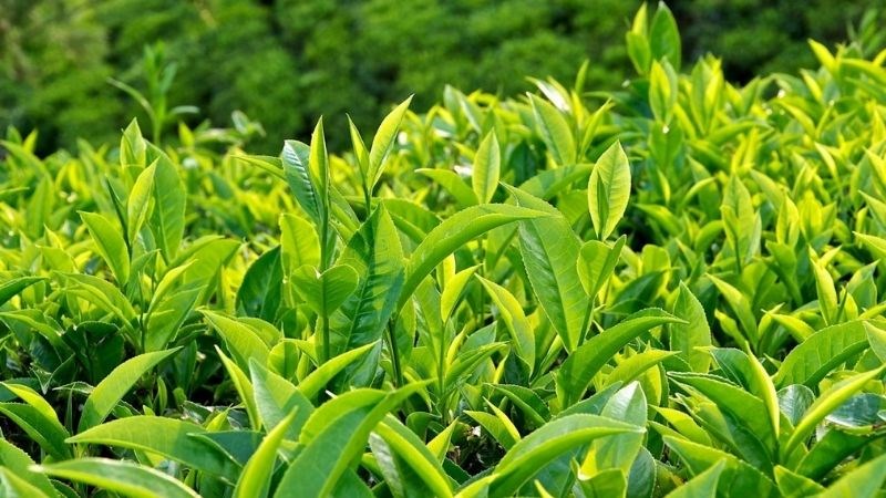 Trà xanh mang đến nhiều tác dụng khác ngoài kiềm dầu nữa đó