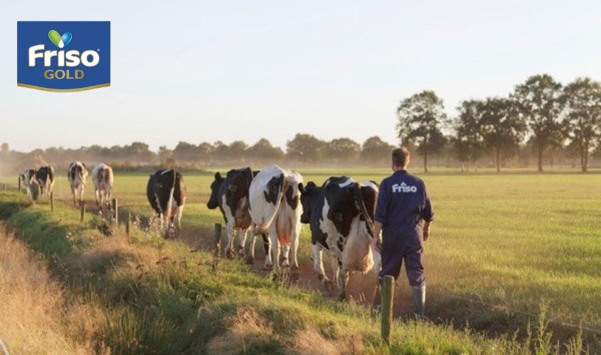 Friso có nhiều trang trại tại châu Âu