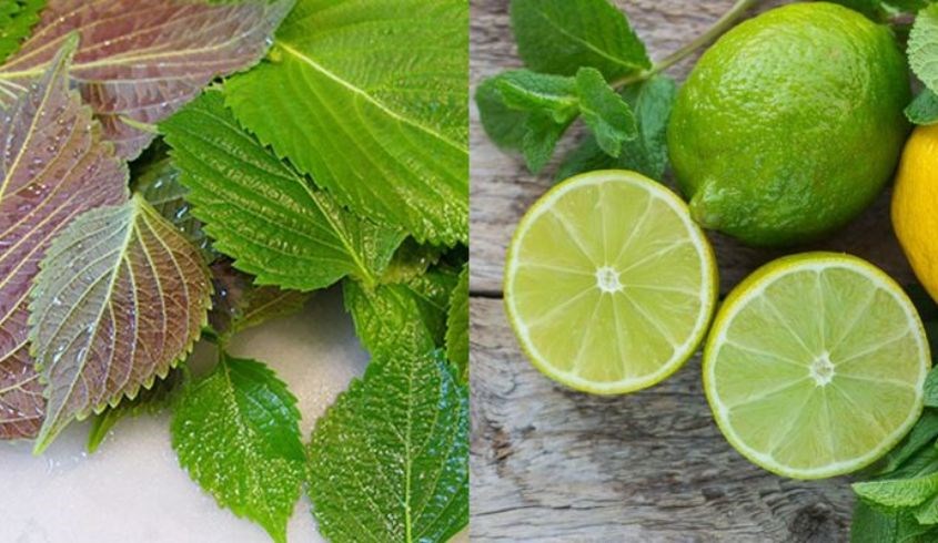 Xông mặt bằng tía tô và chanh giúp da khỏe khoắn hơn