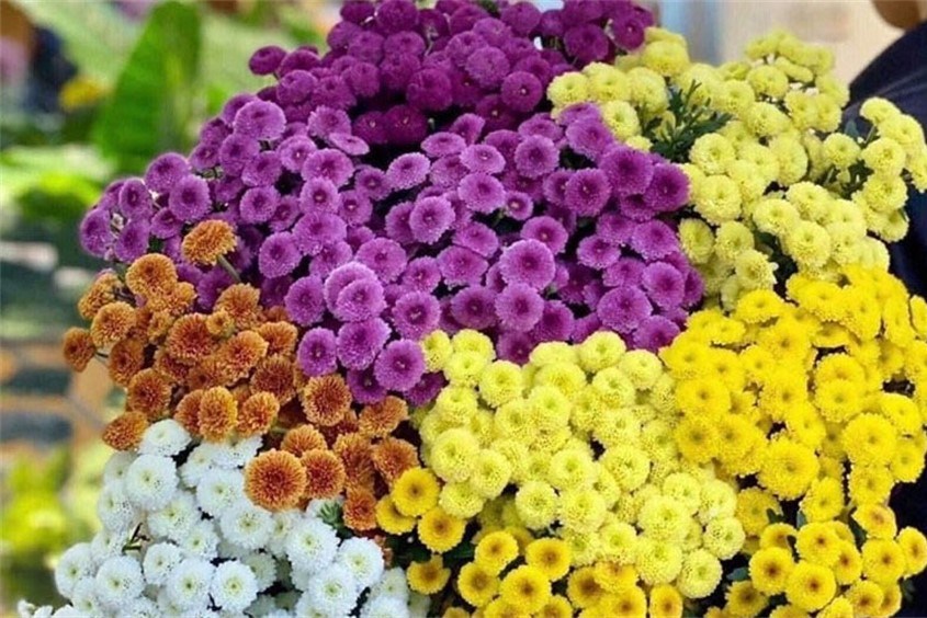 Gợi ý một số cách cắm hoa cúc tuyệt đẹp tại nhà