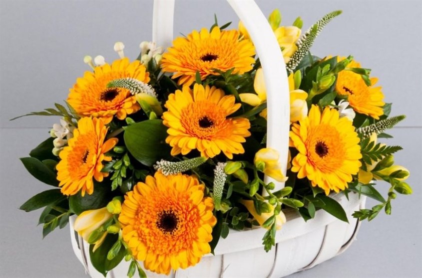 100 hình nền hoa Đồng Tiền đầy ý nghĩa | Amazing flowers, Gerbera, Yellow  flower wallpaper