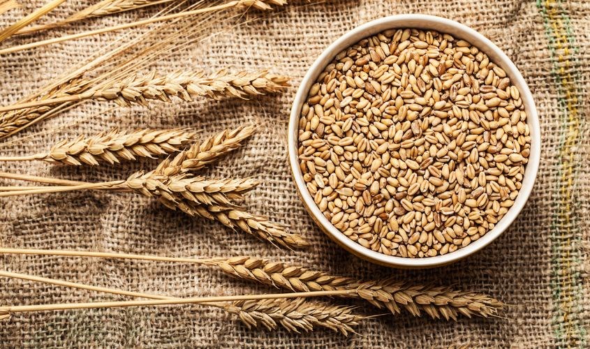 Có nhiều trong lúa mì