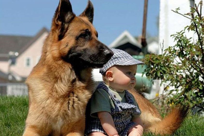 Các loại thú cưng có thể mang mầm bệnh gây kiết lỵ