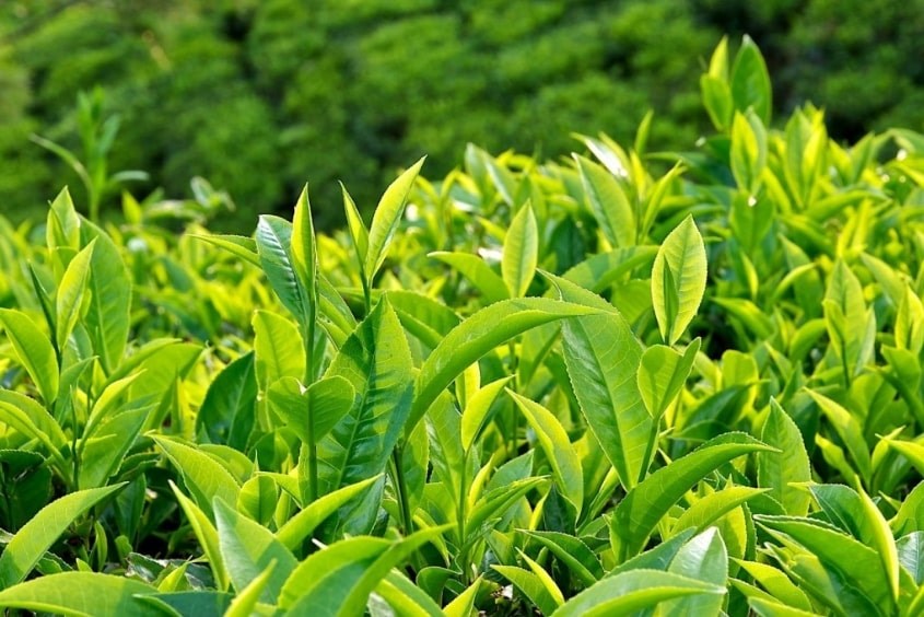 Ba mẹ có thể dùng lá trà xanh nấu nước để tắm cho trẻ Điều trị bệnh chốc lở ở trẻ em