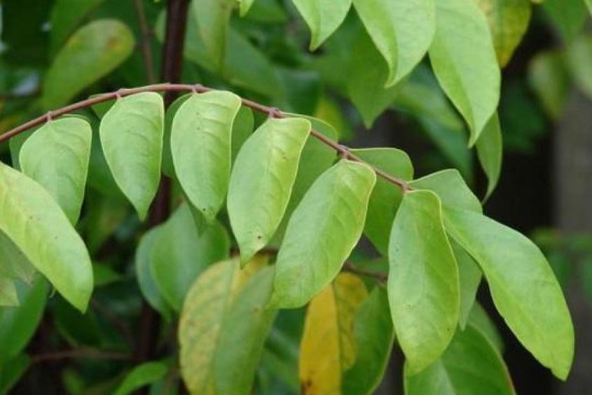 Điều trị viêm da cơ địa ở trẻ em bằng lá khế