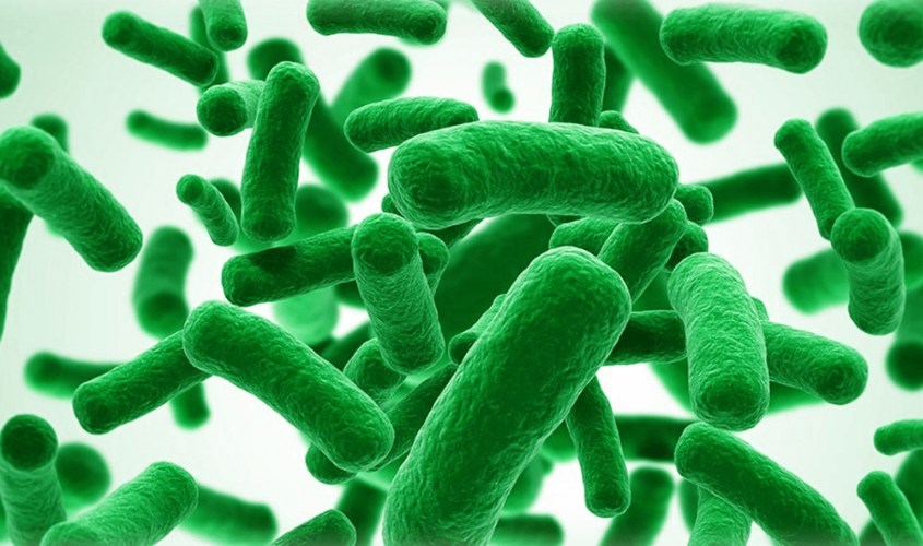 Lợi khuẩn Bifidobacterium