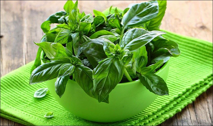 Sử dụng rau húng quế để điều trị viêm ruột thừa ở trẻ em