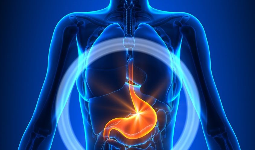 Hệ tiêu hóa tập trung của nhiều tế bào thần kinh, nhiều hơn toàn bộ tủy sống