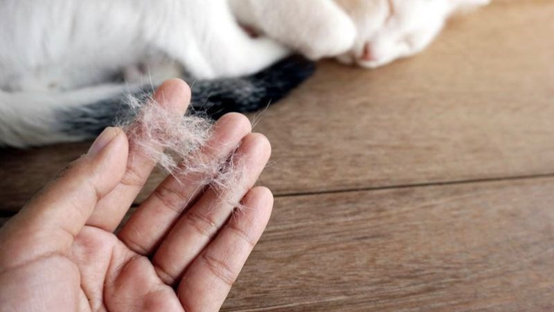Lông chó mèo, nấm mốc cũng là tác nhân gây chảy nước mắt sống