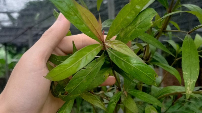 Cây hoàn ngọc có công cụng chống oxy hóa tốt Cây hoàn ngọc có công dụng chống oxy hóa tốt