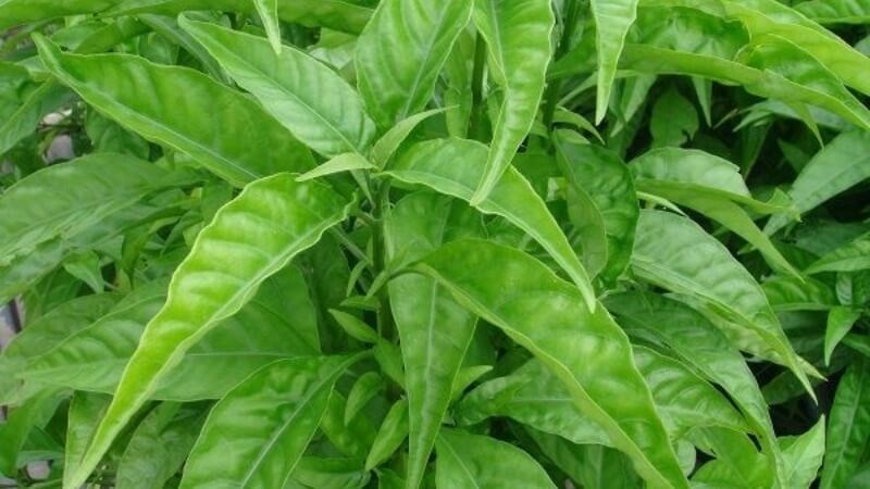 Hoàn ngọc là loại cây xuất hiện nhiều ở miền núi Việt Nam