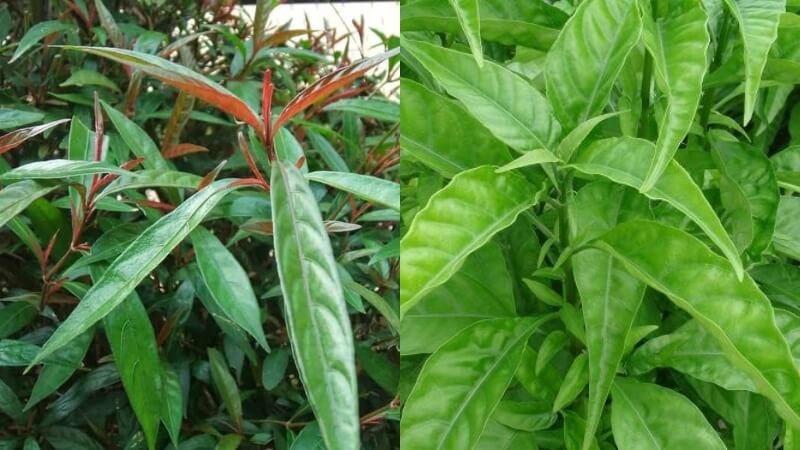 Hoàn ngọc được chia làm hai loại trắng và đỏ