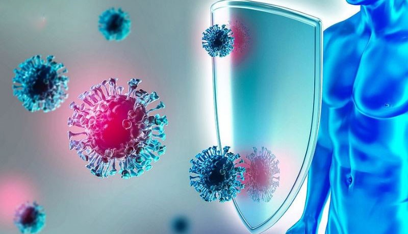 Chiết xuất từ cây tầm bóp có tác dụng điều hòa miễn dịch mạnh Chiết xuất từ cây tầm bóp có tác dụng điều hòa miễn dịch mạnh