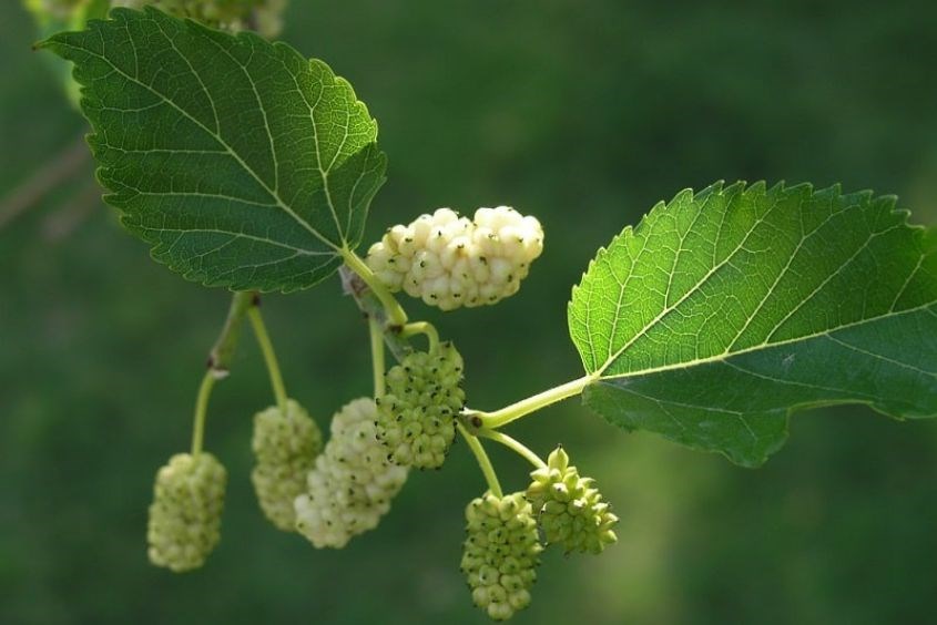 Mẹo dân gian chữa mồ hôi trộm cho trẻ với lá dâu Mẹo dân gian chữa mồ hôi trộm cho trẻ với lá dâu