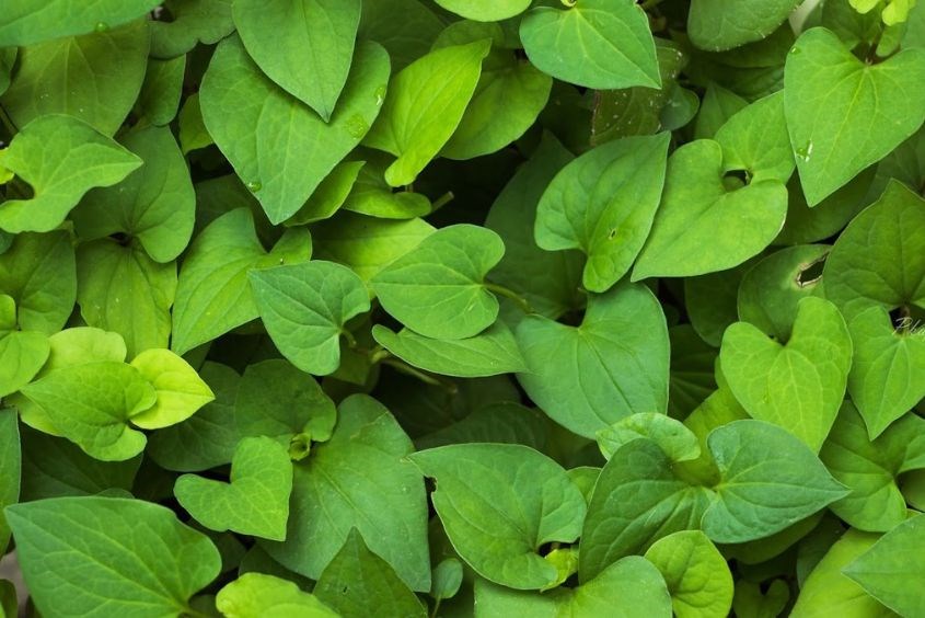 Mẹo dân gian chữa mồ hôi trộm cho trẻ với rau diếp cá Mẹo dân gian chữa mồ hôi trộm cho trẻ với rau diếp cá