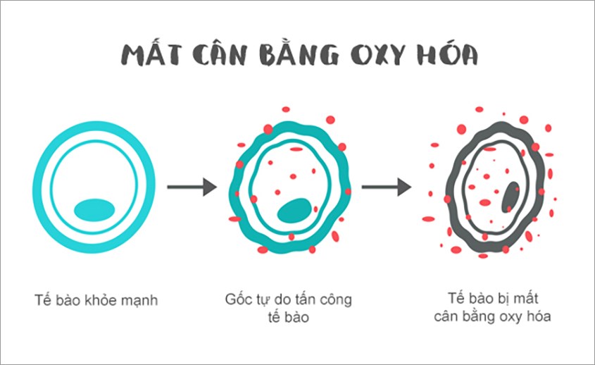 Dùng kiều mạch giúp ngăn ngừa các tế bào bị oxy hóa Dùng kiều mạch giúp ngăn ngừa các tế bào bị oxy hóa