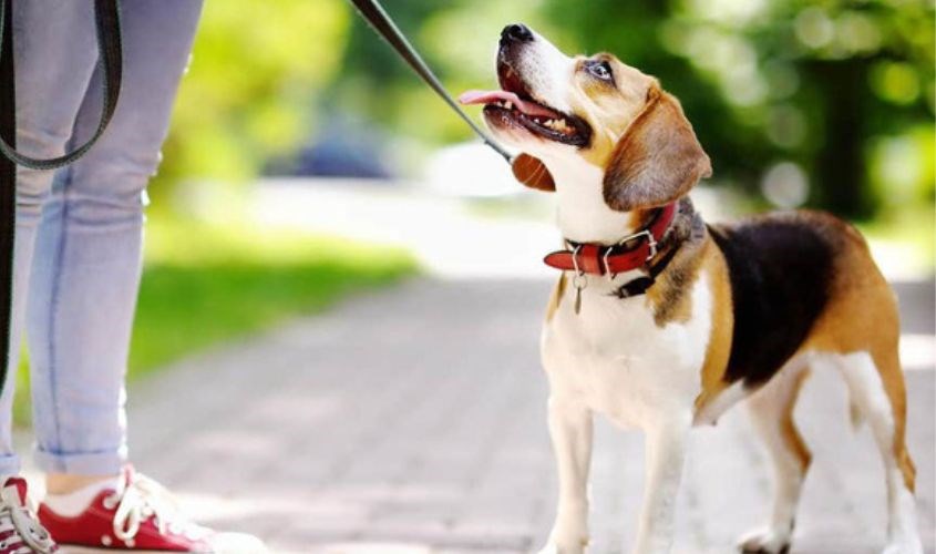 Khi cho chó dùng xylitol có thể gây hạ đường huyết, thậm chí là tử vong