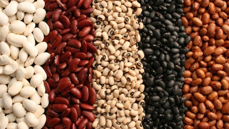 Các loại đậu cũng là một nguồn cung cấp protein dồi dào cho cơ thể