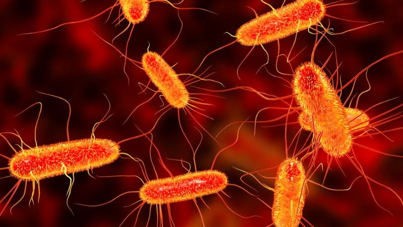 E.coli là một trong những vi khuẩn gây tiêu chảy phổ biến E.coli là một trong những vi khuẩn gây tiêu chảy phổ biến