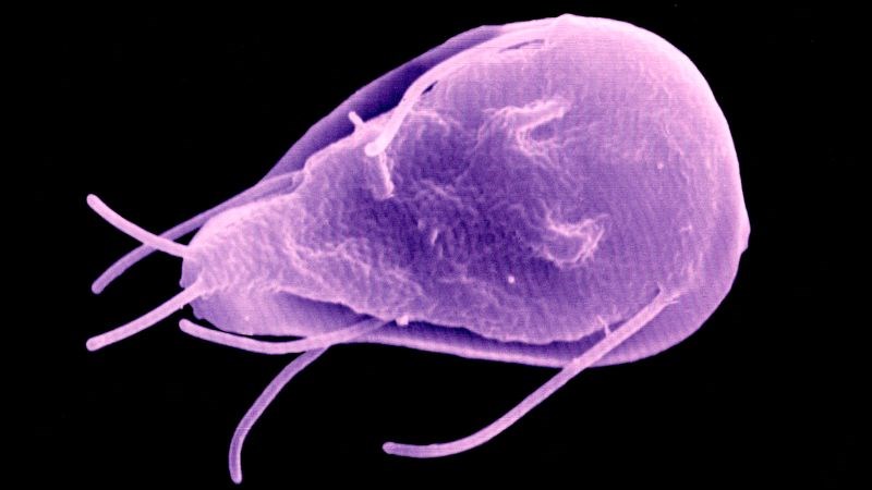 Giardia lamblia là ký sinh trùng gây tiêu chảy và rất dễ lây lan Giardia lamblia là ký sinh trùng gây tiêu chảy và rất dễ lây lan