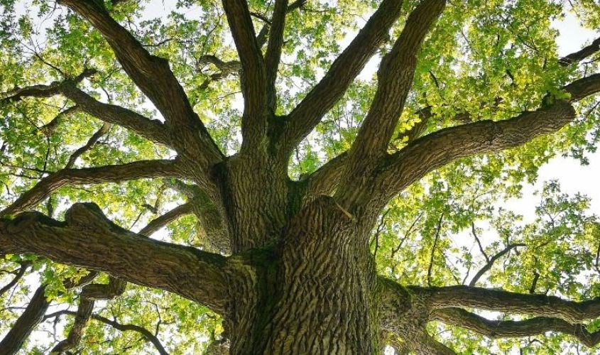 Vải modal được làm từ một loại gỗ quý lâu năm vì vậy việc sản xuất khá hạn chế