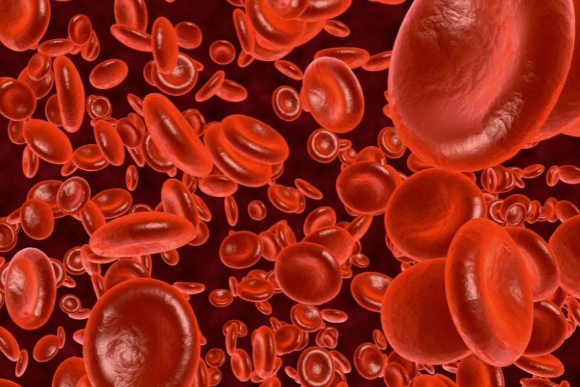 Thực phẩm giàu protein giúp trẻ tăng cường huyết sắc tố